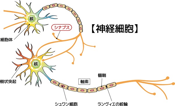 神経細胞　シナプス
