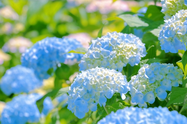 アジサイ