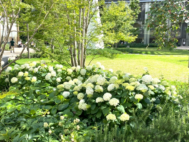 アジサイの庭