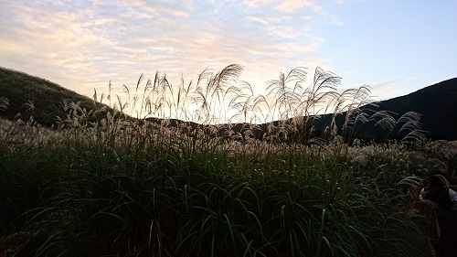 仙石原のすすきと夕焼け