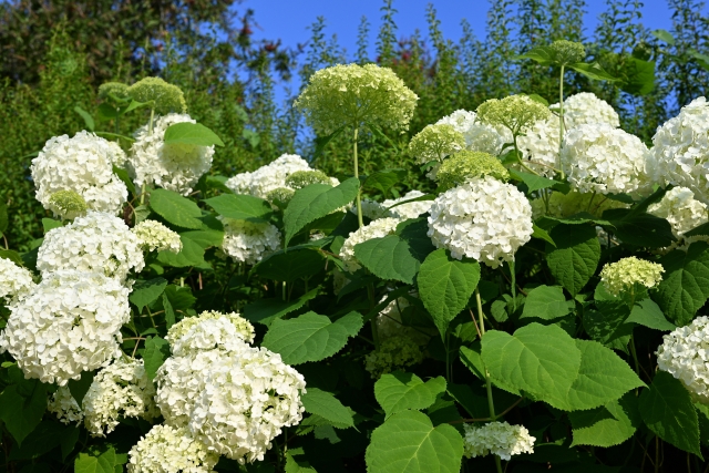 あじさい
