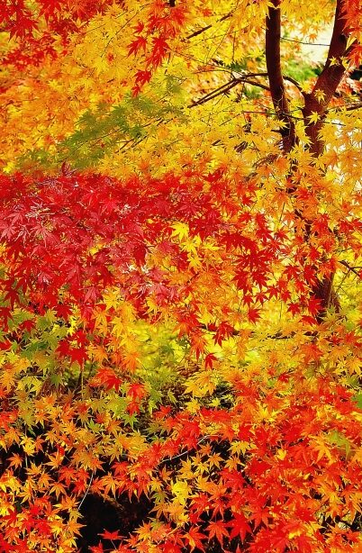 紅葉
