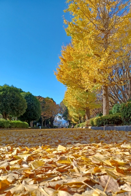 イチョウの木