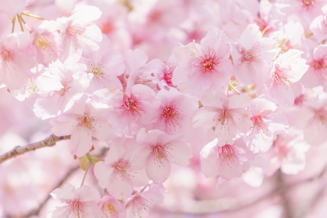 桜